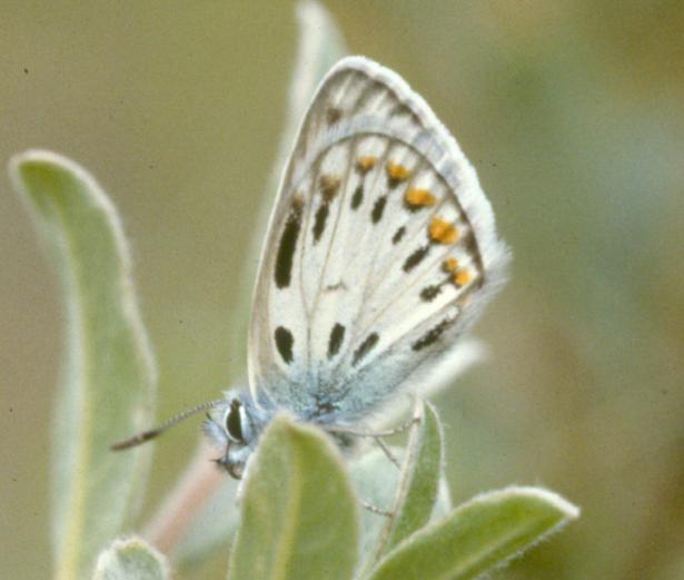 Plebejus argus, Silver-studded Blue, un-named abberation (Internet Image property of respective owner, non-commercial use only)